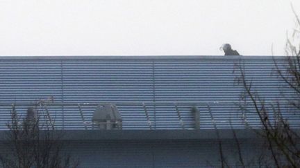 Un membre des forces sp&eacute;ciales sur le toit de l'imprimerie o&ugrave; se trouvent&nbsp;les preneurs d'otages, &agrave; Dammartin-en-Go&euml;le (Seine-et-Marne). (JOEL SAGET / AFP)