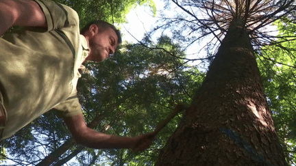 Réchauffement climatique : la forêt de Semnoz dévorée par la sécheresse (FRANCE 3)