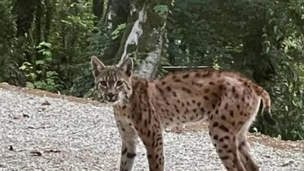 Ain : un lynx s'invite devant la maison d'un habitant de Leyssard