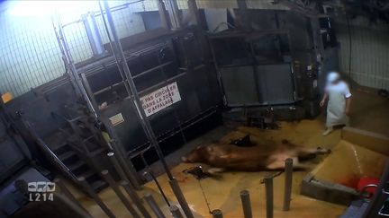 Extrait d'une vidéo de l'association L214 diffusée le 3 novembre 2016 et montrant les coulisses d'un abattoir de Limoges (Haute-Vienne).&nbsp; (L214/AFP)