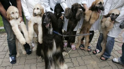 Le premier chien cloné au monde, Snuppy, et ses chiots, le 5 septembre 2008 à Séoul (Corée du Sud).&nbsp; (JO YONG HAK / REUTERS)