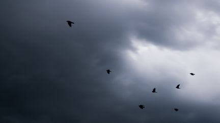 Un vol de corbeaux dans un ciel d'orage près de Béziers (Hérault), le 22 août 2019. (LAURENT FERRIERE / HANS LUCAS)