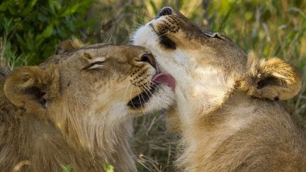 Scène entre deux jeunes lions dans la réserve nationale Masai Mara, au Kenya. (Michel &amp; Christine Denis-Huot / Biosphoto)