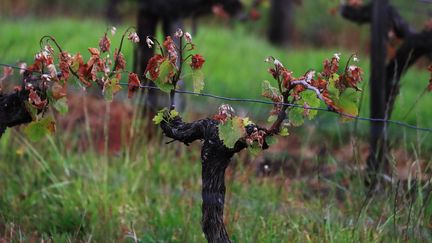 L'état des vignes bordelaises après des gels tardifs, le 10 mai 2017.&nbsp; (BONNAUD GUILLAUME / MAXPPP)