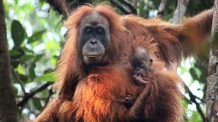 Indonésie : découverte d'une nouvelle espèce d'orang-outan