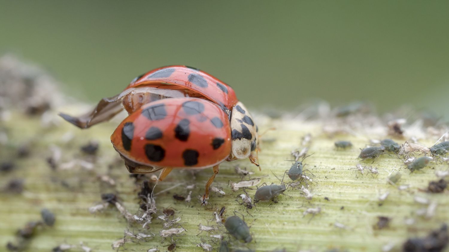 Pourquoi les coccinelles asiatiques s invitent elles en masse dans