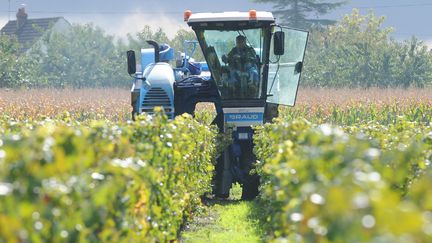 Alors que nous sommes en janvier, les vendanges très tardives s'effectuent en Alsace.  ( MAXPPP)