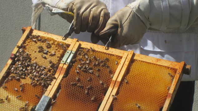 &nbsp; (Les élèves espèrent bientôt récolter le miel de leur ruche © crédit collège Sagebien d'Amiens)