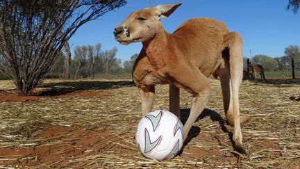 Le kangourou Roger au sanctuaire&nbsp;Alice Springs, dans le centre de l'Australie, le 24 mai 2014.&nbsp; (CATERS NEWS AGENCY / SIPA)