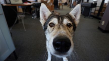 Un chien husky dans un bureau de la ville d'Ottawa au Canada, le 5 mai 2022. (DAVE CHAN / AFP)