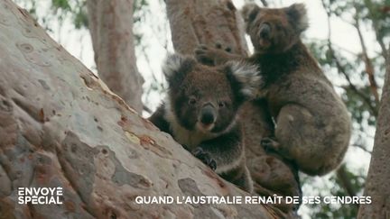 Australie : cinq ans après l'"Eté noir" des incendies, les koalas sont de retour sur l'île Kangourou (ENVOYE SPECIAL / FRANCE 2)