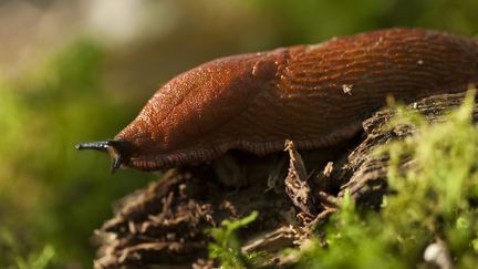 Une limace rouge, le 9 octobre 2010, à Mouliherne (Maine-et-Loire). (MAXPPP)