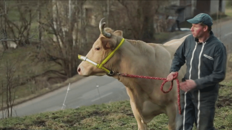 Agriculture : le retour en force de la vache villarde dans le Vercors