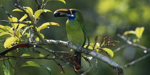 Un toucanet émeraude (Aulacorhynchus prasinus) se nourrissant d'un fruit de la passion, quelque part au Costa Rica, le 23 août 2014.       (AFP - Biosphoto - Minden Pictures - Michael et Patricia Fogden)