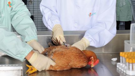 Des employ&eacute;s du&nbsp;Centre for Food Safety of the Food and Environmental Hygiene Department de Hong Kong pr&eacute;l&egrave;vent un &eacute;chantillon sanguin sur un poulet suspect&eacute; d'&ecirc;tre porteur du virus&nbsp;H7N9, le 11 avril 2013. (EYEPRESS NEWS / AFP)