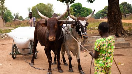 Les attelages emmènent alors la production dans un espace sécurisé de stockage prêté par Oxfam, une ONG qui soutient la filière dans cette région.&nbsp; (BARBARA DEBOUT / AFP)