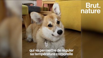 En pleine canicule, les chiens souffrent également de risques de déshydratation et de coups de chaud. Brut a recueilli les conseils à suivre pour mettre son chien à l’abri lors des fortes chaleurs.