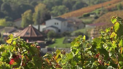 Santé : L'agence nationale de sécurité sanitaire lance une enquête sur les pesticides dans les vignes