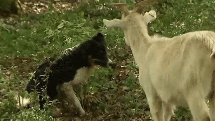 Doubs : un berger retrouve son chien grâce aux réseaux sociaux