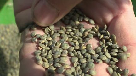 Agriculture : la culture de la lentille verte du Puy menacée en Haute-Loire