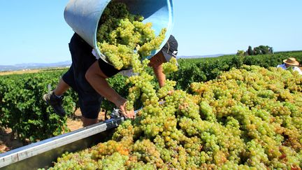 Champagne : une récolte 2018 exceptionnelle