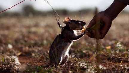 Le rat de Gambie, utilisé lors des opérations de déminage, travaille à la récompense. A chaque mine découverte, une cacahuète ou quelques bouchées de banane lui sont donc offertes. (AFP PHOTO/YASUYOSHI CHIBA)