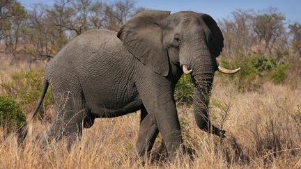 Un éléphant, photographié dans le parc Kruger en Afrique du Sud le 25 octobre 2009. (JON HRUSA / EPA)