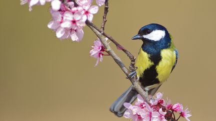 Une mésange charbonnière.&nbsp; (DAVID FEATHERBE / 500PX PRIME / GETTY IMAGES)