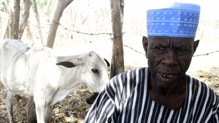 Dans l'Etat de Benue, au centre-nord du Nigeria, les bergers nomades ont été chassés en raison d'une nouvelle loi interdisant l'élevage migrateur, une pratique séculaire nécessaire à la survie du bétail. (PIUS UTOMI EKPEI / AFP)