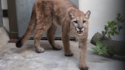 Un jeune puma est photographié au zoo du Bronx de New York (Etats-Unis), le 26 août 2021 (illustration). (JULIE LARSEN MAHER / BRONX ZOO)