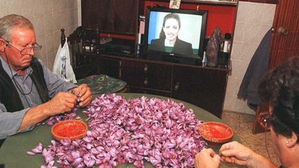 Devant la télévision, extraction des pistils des crocus pour le safran en Espagne, dans la Manche. (DOMINIQUE FAGET / AFP)