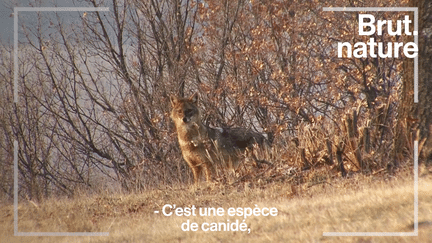 Ses premières apparitions datent de 2017. Le chacal doré est une espèce sauvage arrivée en France récemment. Mais que représente exactement cet animal, et comment est-il venu sur le territoire ? Brut a posé la question à un chercheur.