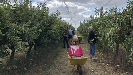 Une cueillette de pommes dans une exploitation de la Creuse. (MÉLANIE KUSZELEWICZ / RADIO FRANCE)