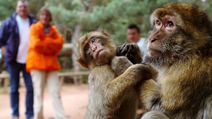 Singes Magots, en voie de disparition, au parc animalier de la Montagne à Kintzheim dans le Bas-Rhin. (ILAN GARZONE / AFP)