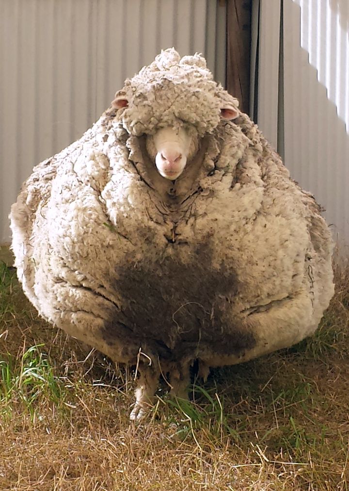 Un des moutons les plus laineux au monde a &eacute;t&eacute; retrouv&eacute; abandonn&eacute; pr&egrave;s de Canberra (Australie), selon l'association RSPCA, le 2 septembre 2015. (RSPCA / AFP)