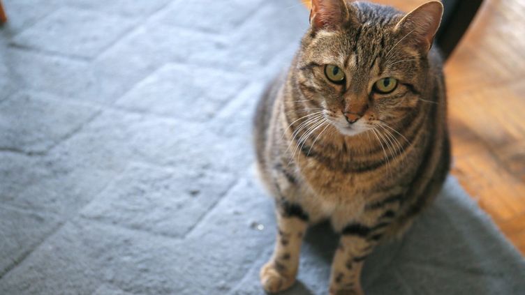 Coronavirus Un Deuxieme Chat Teste Positif En France