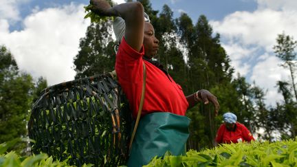 Récolte de thé dans une plantation du comté de Nyeri à 160 km de la capitale du Kenya, Nairobi. (TONY KARUMBA / AFP)