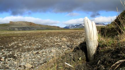 Une défense de mammouth laineux&nbsp;dans le permafrost, sur l'île de Wrangel (Sibérie), illustre la publication dans la revue "Nature", mercredi 17 février, de l'annonce du séquençage de l'ADN le plus ancien jamais étudié.&nbsp; (LOVE DALEN / AFP)