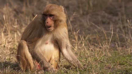 Le macaque rhésus, une espèce qui prolifère&nbsp;en Inde. (LEEMAGE / AFP)