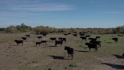 Camargue : plongée au cœur des manades