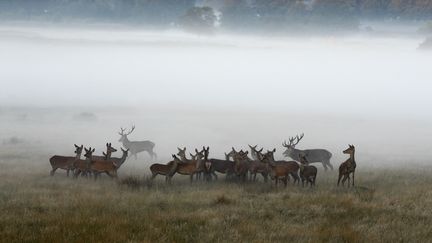 À la découverte du brame des cerfs