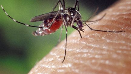 Le moustique responsable de la Dengue