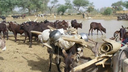 Troupeau de zébus et d’ânes en transhumance au Niger (novembre 2006). Pierre Hiernaux, CC BY-NC-ND (Pierre Hiernaux, CC BY-NC-ND)