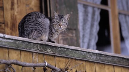 Le&nbsp;vétérinaire préconise ainsi des&nbsp;aménagements pour aider l'animal à s'agripper en cas de déséquilibre. (TRIPELON-JARRY / ONLY FRANCE / AFP)