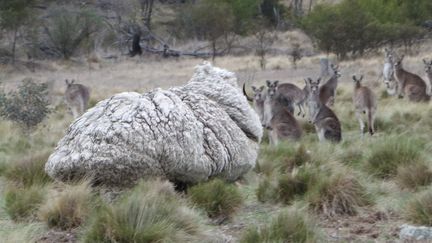 En Lozère, des patous pour protéger les moutons