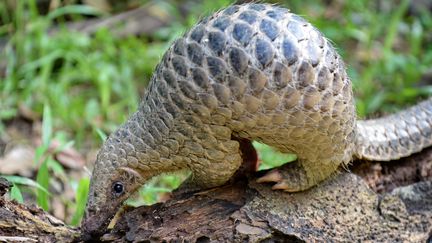 Un pangolin (photo d'illustration). (ROSLAN RAHMAN / AFP)