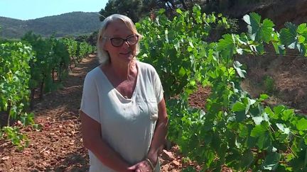 Var : les vignes en reconstruction, un an après un gigantesque incendie du massif des Maures