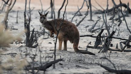 Un wallaby dans la brousse brûlée après les incendies en Australie, le 19 janvier 2020. (TRACEY NEARMY / REUTERS)