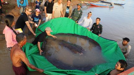 La raie de 300 kg, à Stung Treng (Cambodge), le 14 juin 2022. (HANDOUT / WONDERS OF THE MEKONG / AFP)