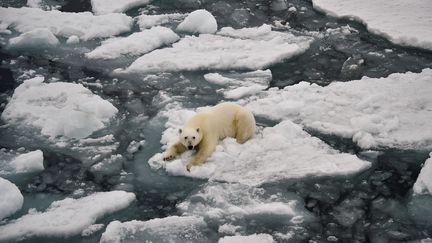 Un ours polaire&nbsp;dans la baie d'Essen dans&nbsp;l'océan Arctique. (EKATERINA ANISIMOVA / AFP)